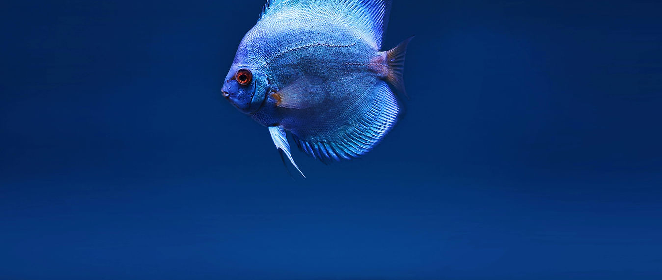 Discus