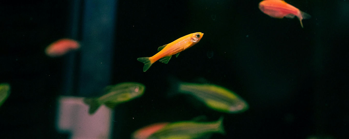 Barbs & Danios