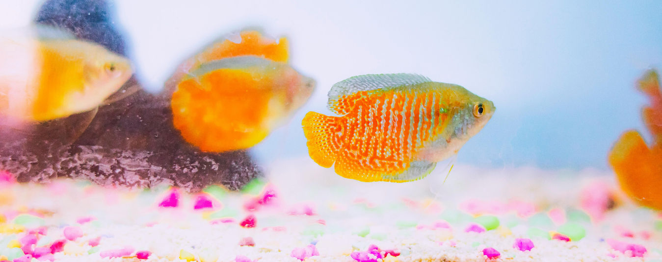 Gourami