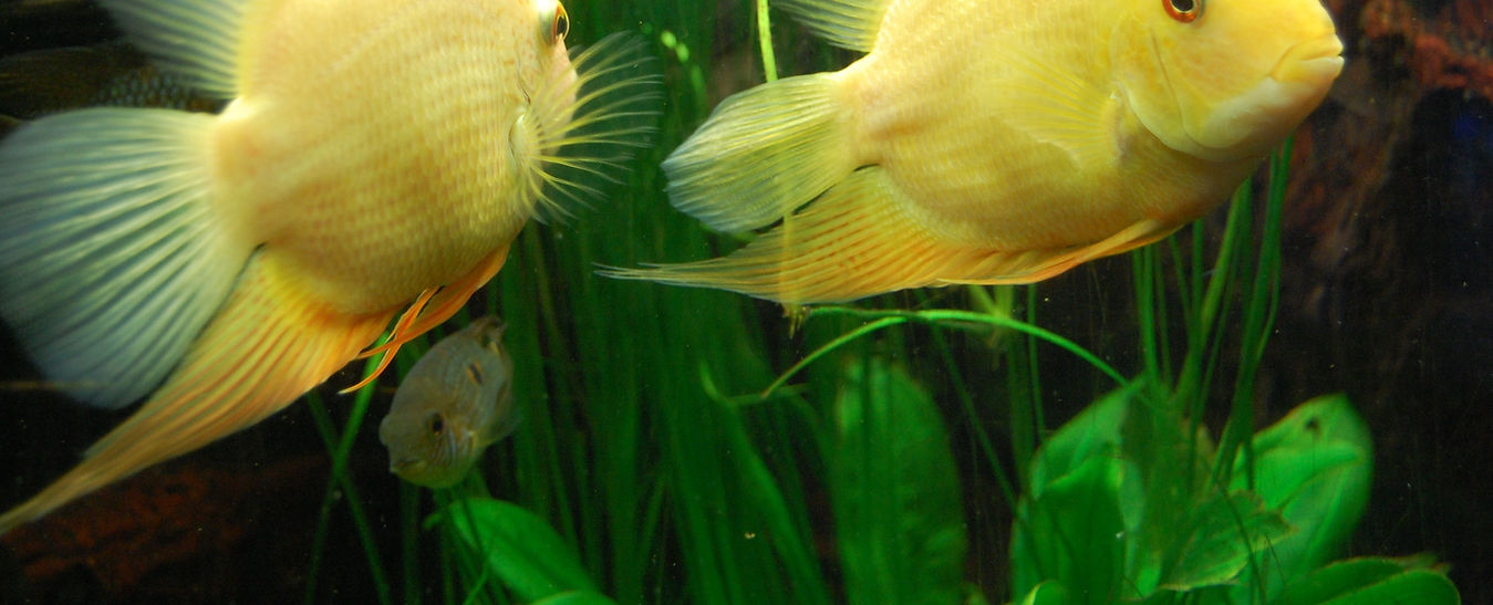 South American Cichlids