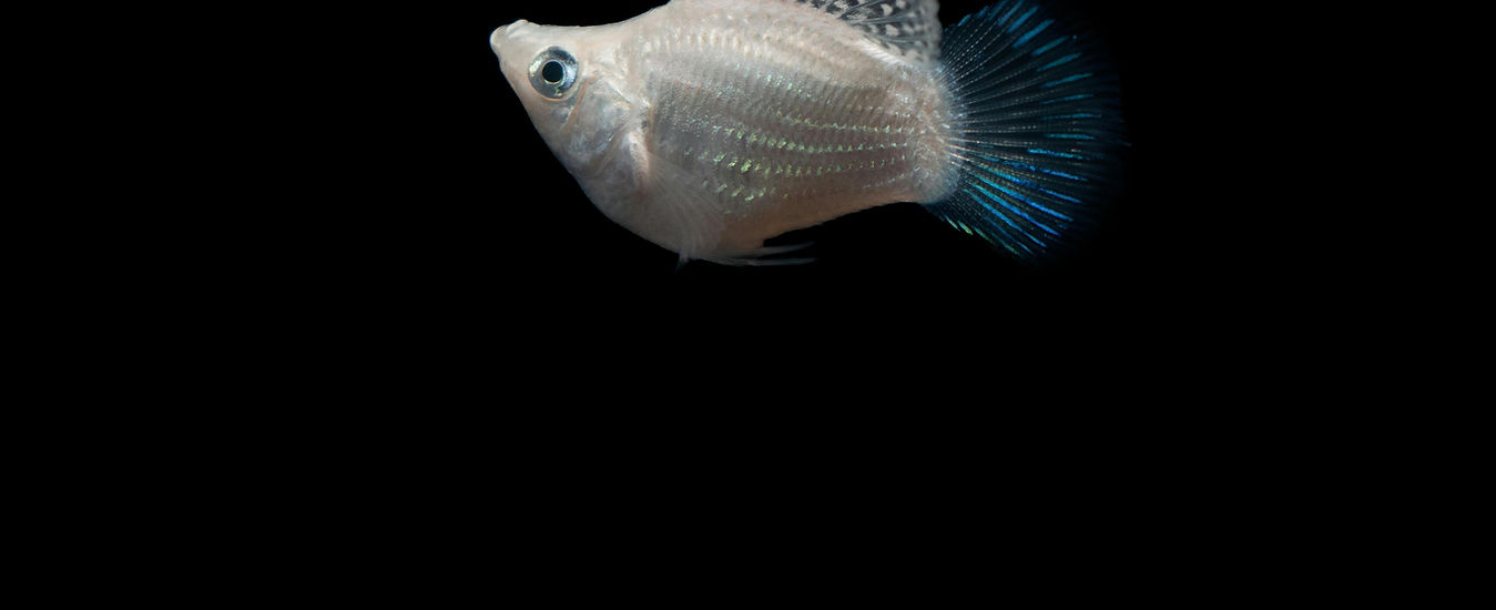 Molly-Platy-Swordtail