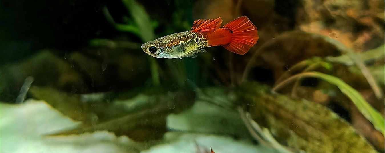 Guppy