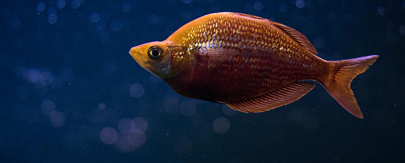 Rainbowfish