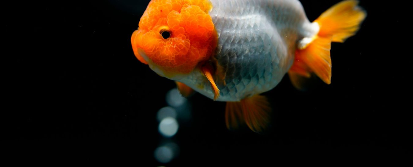 Goldfish