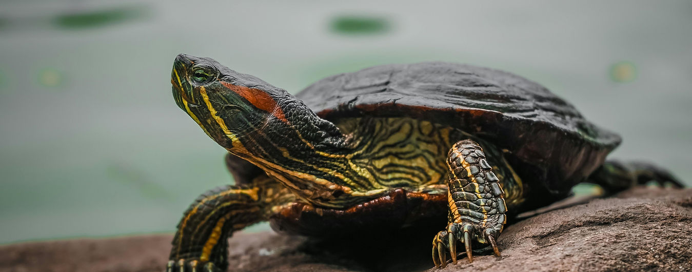 Turtle