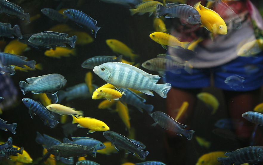 CICHLID