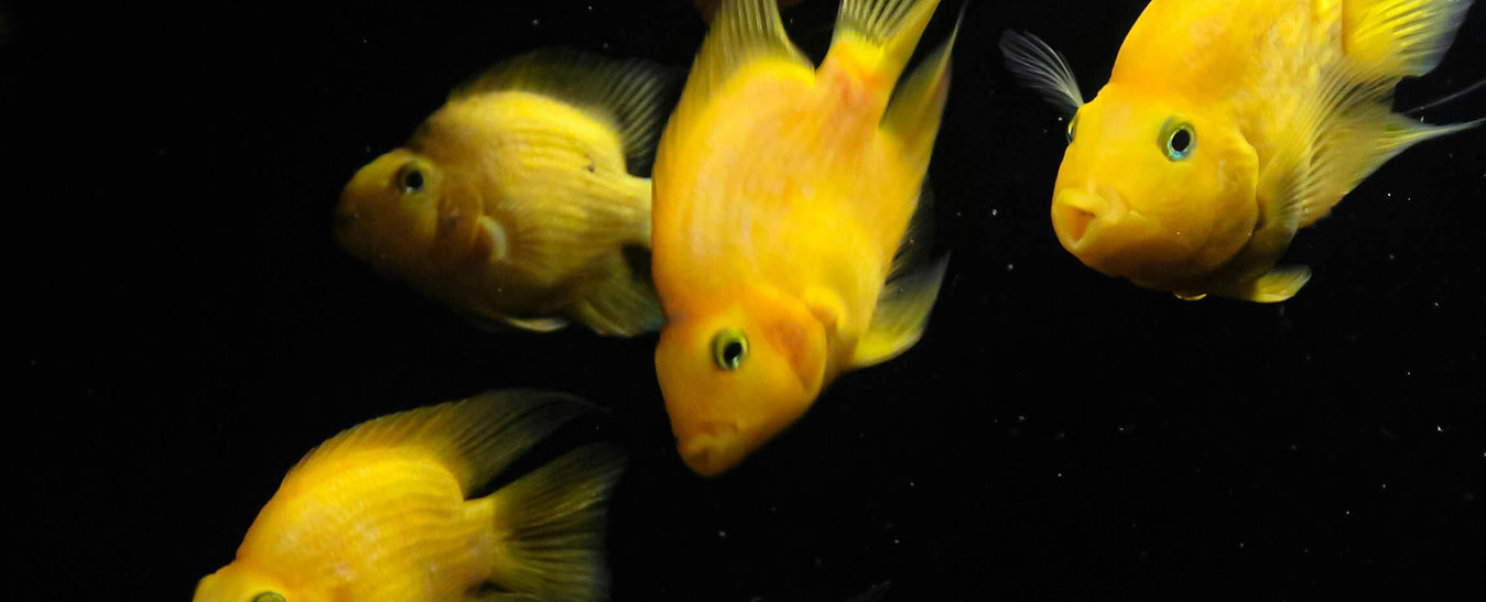 PARROT CICHLID