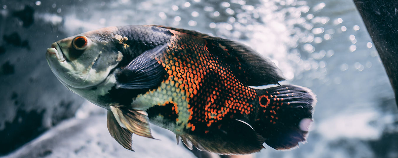 Oscar Cichlids