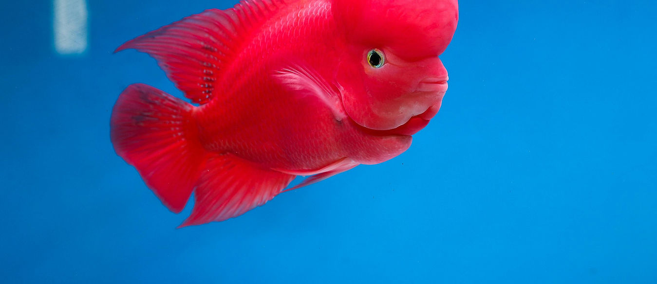 Flowerhorn