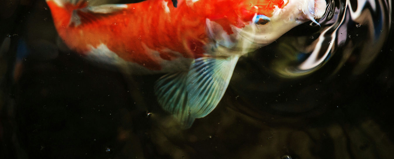 Koi