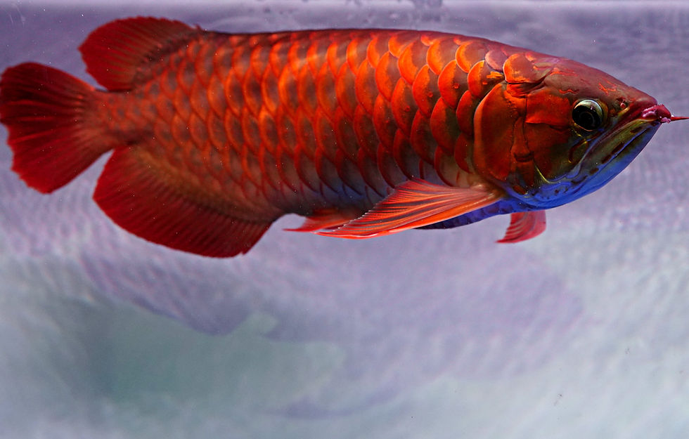 Arowana