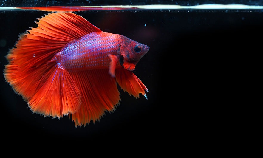 Betta Fish Food