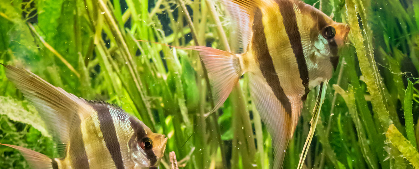 Angelfish